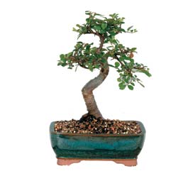  Ankara Anadolu hediye �i�ek yolla  ithal bonsai saksi �i�egi  Ankara Anadolu �i�ek g�nderme sitemiz g�venlidir 