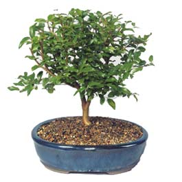  Ankara Anadolu �i�ek�i ma�azas�  ithal bonsai saksi �i�egi  Ankara Anadolu online �i�ek�i , �i�ek sipari�i 