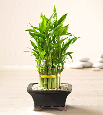 Lucky Bamboo saksi �i�egi  Ankara Anadolu internetten �i�ek sat��� 