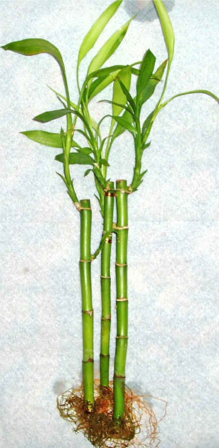 Lucky Bamboo 3 adet vazo hediye edilir   Ankara Anadolu cicek , cicekci 