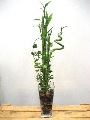 Lucky Bamboo sans melegi �i�egi  Ankara Anadolu cicek , cicekci 