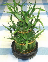 Lucky Bamboo sans melegi �i�egi  Ankara Anadolu �i�ek�iler 