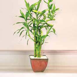 Lucky Bamboo sans melegi �i�egi  Ankara Anadolu �i�ek online �i�ek sipari�i 