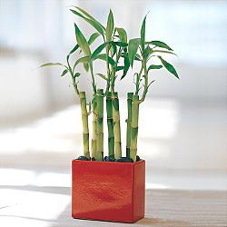 Lucky Bamboo sans melegi �i�egi  Ankara Anadolu yurti�i ve yurtd��� �i�ek sipari�i 