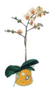  Ankara Anadolu online iek gnderme sipari  Phalaenopsis Orkide ithal kalite