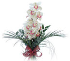  Ankara Anadolu çiçek siparişi sitesi  Dal orkide ithal iyi kalite