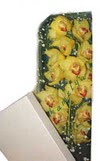  Ankara Anadolu �i�ek g�nderme  Kutu i�erisine dal cymbidium orkide