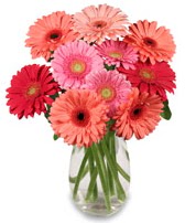 vazo i�erisinde 13 adet gerbera �i�e�i  Ankara Anadolu �i�ek sipari�i sitesi 