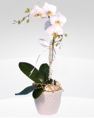 1 dallı orkide saksı çiçeği  Ankara Anadolu online çiçekçi , çiçek siparişi 