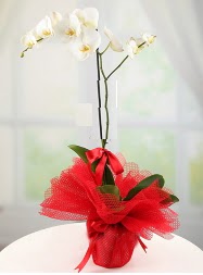 1 dal beyaz orkide saksı çiçeği  Ankara Anadolu yurtiçi ve yurtdışı çiçek siparişi 