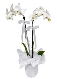 2 dallı beyaz orkide  Ankara Anadolu güvenli kaliteli hızlı çiçek 