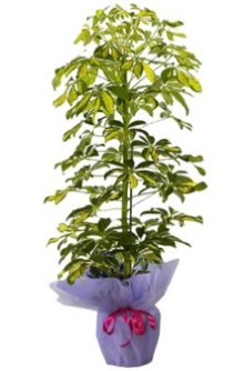 Schefflera Tekli �� mnekan saks� �i�e�i  Ankara Anadolu �i�ek�i ma�azas� 