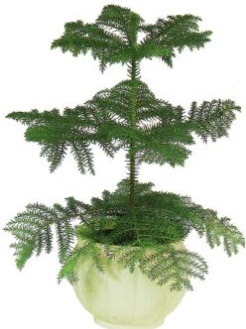 Araucaria Heterophylla i� mekan saks�  Ankara Anadolu �i�ek ma�azas� , �i�ek�i adresleri 