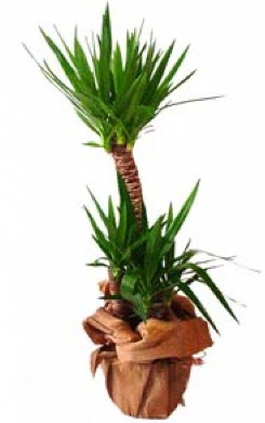 2 li yucca saks� �i�e�i  Ankara Anadolu �i�ek ma�azas� , �i�ek�i adresleri 