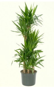 7 li yucca saks� bitkisi  Ankara Anadolu �i�ek servisi , �i�ek�i adresleri 