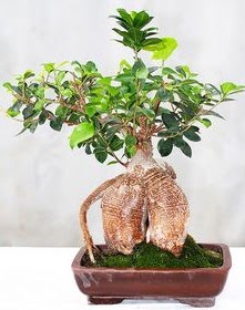Japon ağacı bonsai saksı bitkisi  Ankara Anadolu ucuz çiçek gönder 
