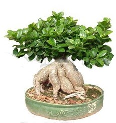 Japon ağacı bonsai saksı bitkisi  Ankara Anadolu çiçek gönderme 