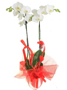 2 dall beyaz orkide bitkisi  Ankara Anadolu uluslararas iek gnderme 