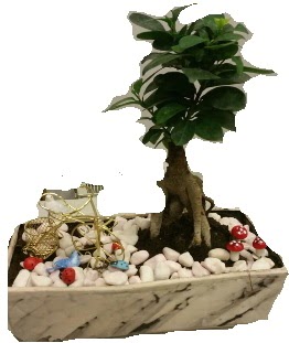 Japon ağacı bonsai satışı  Ankara Anadolu anneler günü çiçek yolla 