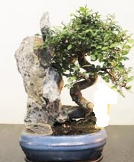 Japon ağacı bonsai saksı bitkisi satışı  Ankara Anadolu internetten çiçek satışı 