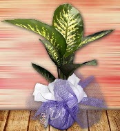 Orta boy Tropik saks bitkisi orta boy 65 cm  Ankara Anadolu iek servisi , ieki adresleri 