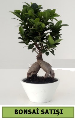 Bonsai japon a�ac� sat���  Ankara Anadolu �i�ek servisi , �i�ek�i adresleri 
