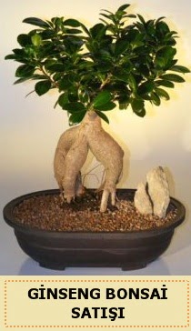 �thal Ginseng bonsai sat��� japon a�ac�  Ankara Anadolu �i�ek sipari�i sitesi 