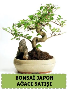 Bonsai japon  aac sat Minyatr thal  Ankara Anadolu internetten iek siparii 
