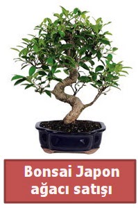 Japon aac bonsai sat  Ankara Anadolu iek siparii sitesi 