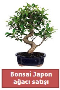 Japon a�ac� bonsai sat���  Ankara Anadolu �i�ek sipari�i sitesi 