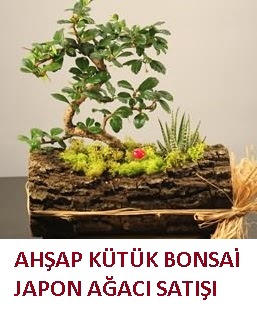 Ahşap kütük içerisinde bonsai ve 3 kaktüs  Ankara Anadolu çiçekçi mağazası 