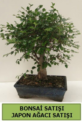 Minyatr bonsai japon aac sat  Ankara Anadolu iek gnderme sitemiz gvenlidir 