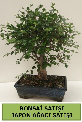 Minyat�r bonsai japon a�ac� sat���  Ankara Anadolu �i�ek g�nderme sitemiz g�venlidir 