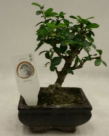 K���k minyat�r bonsai japon a�ac�  Ankara Anadolu �i�ek g�nderme 