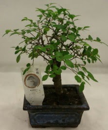 Minyatr ithal japon aac bonsai bitkisi  Ankara Anadolu iek sat 