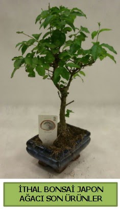 �thal bonsai japon a�ac� bitkisi  Ankara Anadolu hediye sevgilime hediye �i�ek 