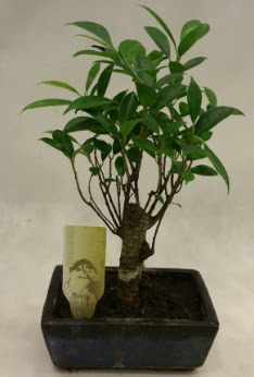 Japon aac bonsai bitkisi sat  Ankara Anadolu ieki telefonlar 