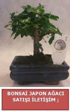 Japon a�ac� minya�r bonsai sat���  Ankara Anadolu �i�ek sat��� 