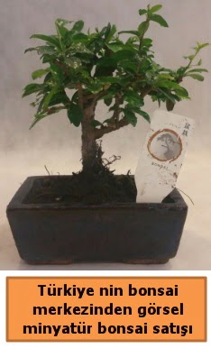 Japon aac bonsai sat ithal grsel  Ankara Anadolu iek yolla 