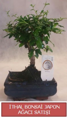 �thal k���k boy minyat�r bonsai a�a� bitkisi  Ankara Anadolu �i�ek�i telefonlar� 