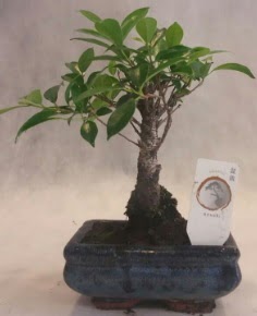 Bonsai a�ac� japon a�a� bitkisi  Ankara Anadolu �i�ek yolla 