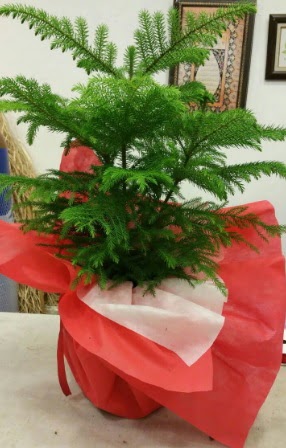 Salon �am� Araucaria Heterophylla bitkisi  Ankara Anadolu Anadolu �nternetten �i�ek sipari�i 