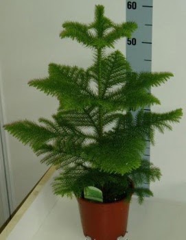 60 cm Salon �am� araucaria heterophylla  Ankara Anadolu �i�ek g�nderme 