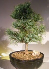 Çam ağacı bonsai bitkisi satışı  Ankara Anadolu ucuz çiçek gönder 
