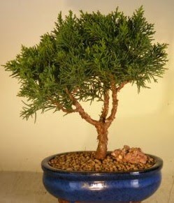 Servi �am bonsai japon a�ac� bitkisi  Ankara Anadolu �i�ek yolla 