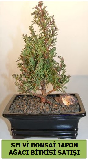 Selvi am japon aac bitkisi bonsai  Ankara Anadolu ieki telefonlar 