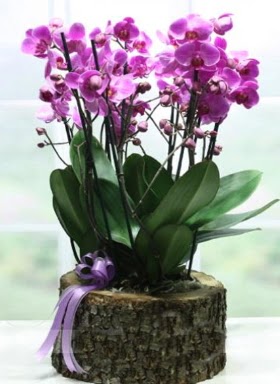 Ktk ierisinde 6 dall mor orkide  Ankara Anadolu ucuz iek gnder 