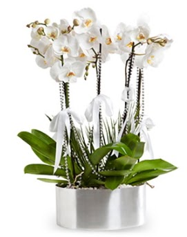 Beş dallı metal saksıda beyaz orkide  Ankara Anadolu çiçek yolla 