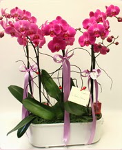Beyaz seramik ierisinde 4 dall orkide  Ankara Anadolu ucuz iek gnder 