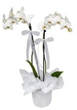 2 dall beyaz orkide  Ankara Anadolu gvenli kaliteli hzl iek 